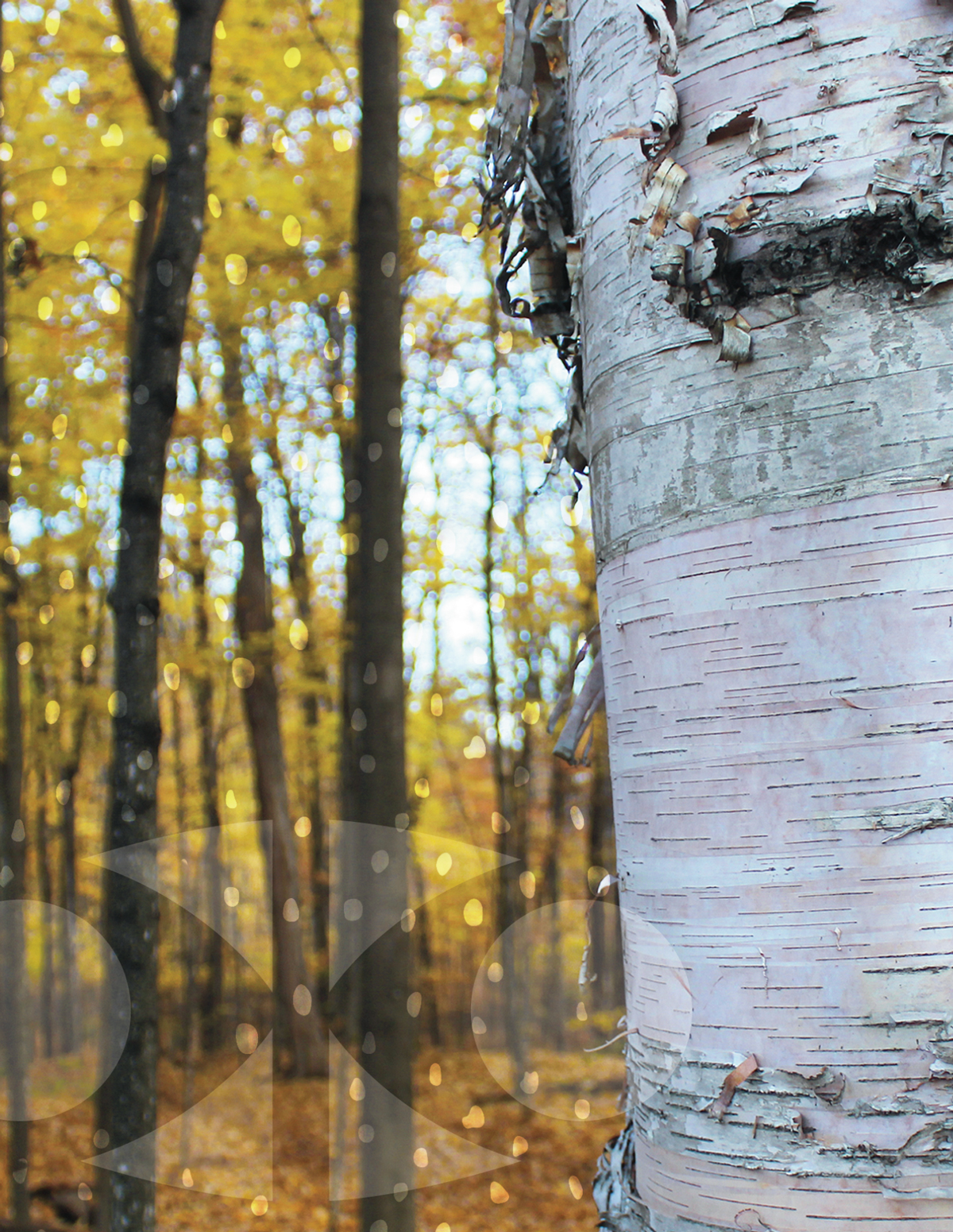 Un grand bouleau dans une forêt canadienne en automne. Des taches solaires stylisées sont dessinées dans la forêt et un logo du CCA surdimensionné figure dans un coin.