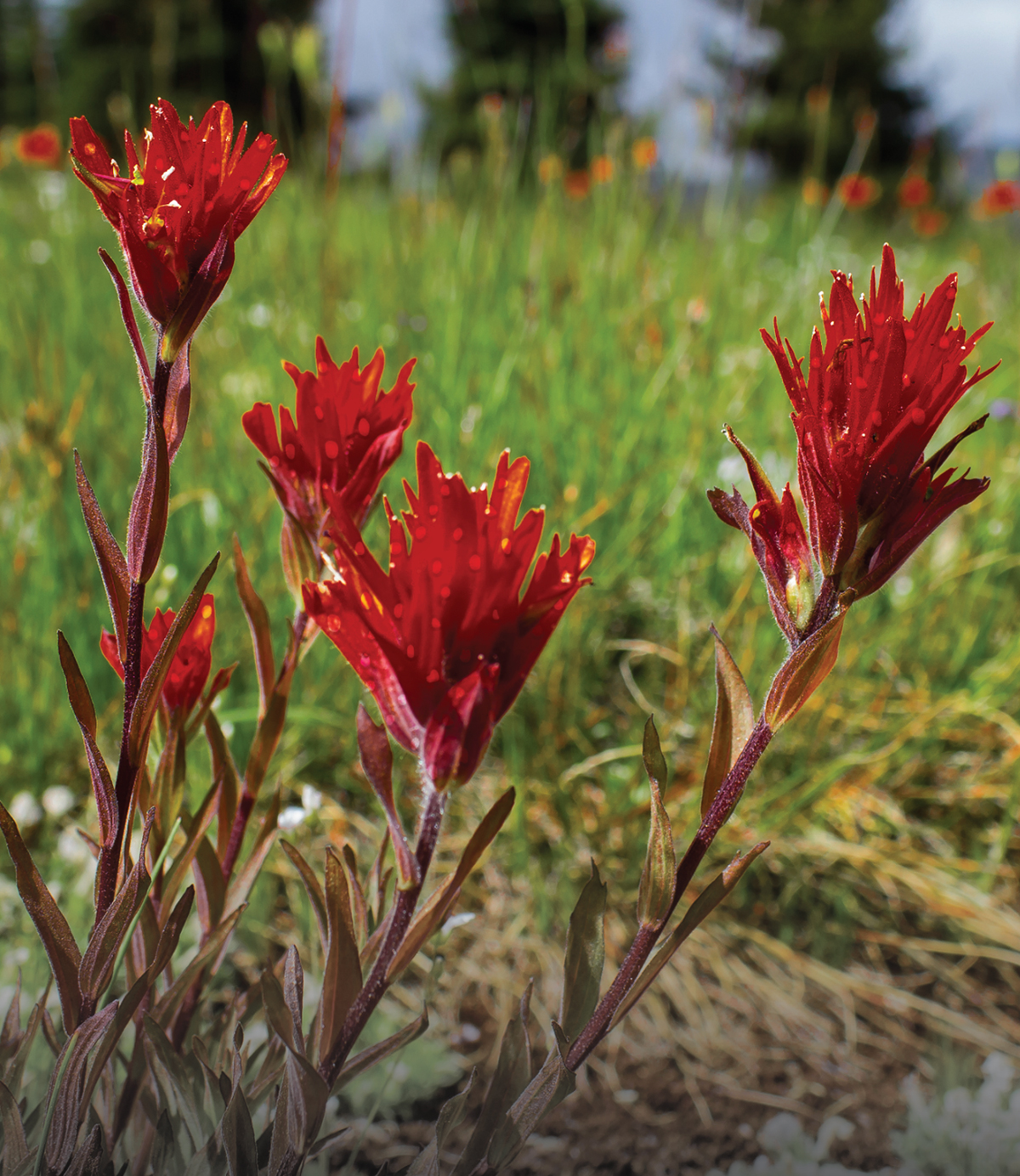 Des fleurs sauvages rouges poussent dans un champ au Canada. Des taches solaires stylisées sont dessinées sur les fleurs.