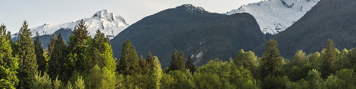 La cime des arbres verts avec les montagnes enneigées en arrière-plan