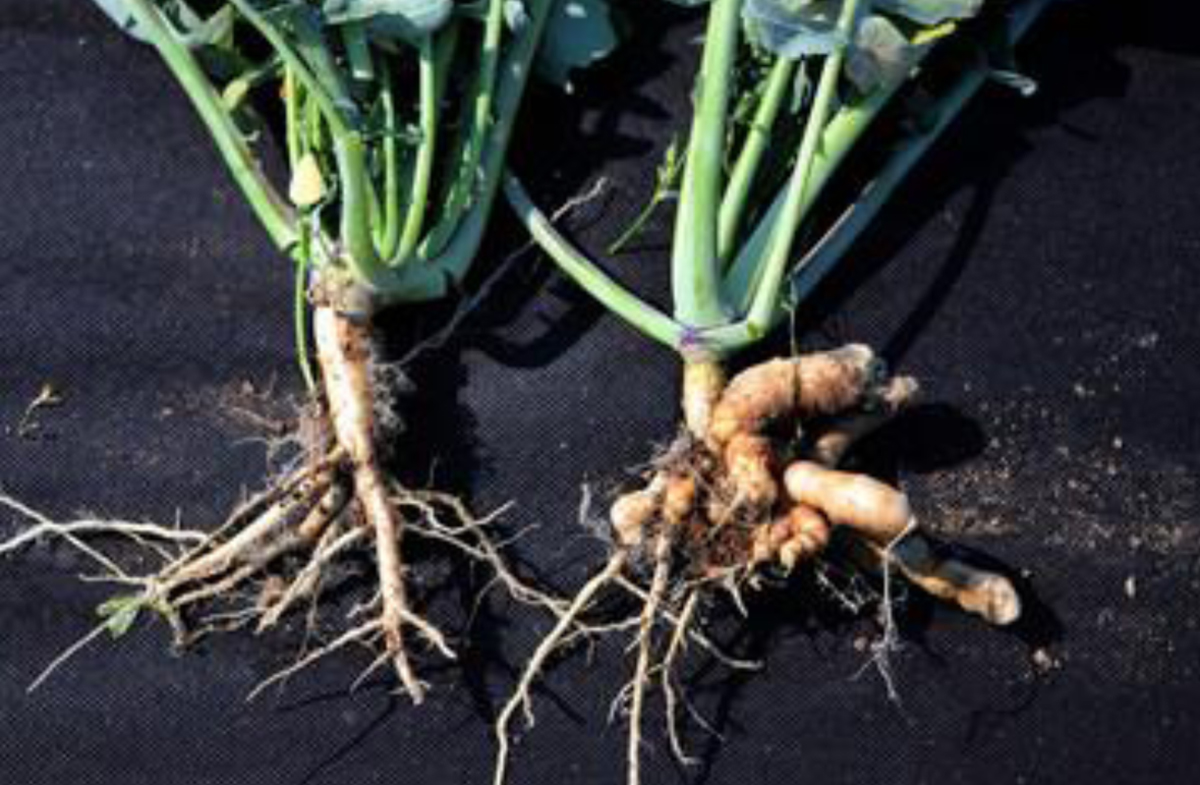 Figure 13 – Comparison of healthy root system next to a clubroot infested plant.