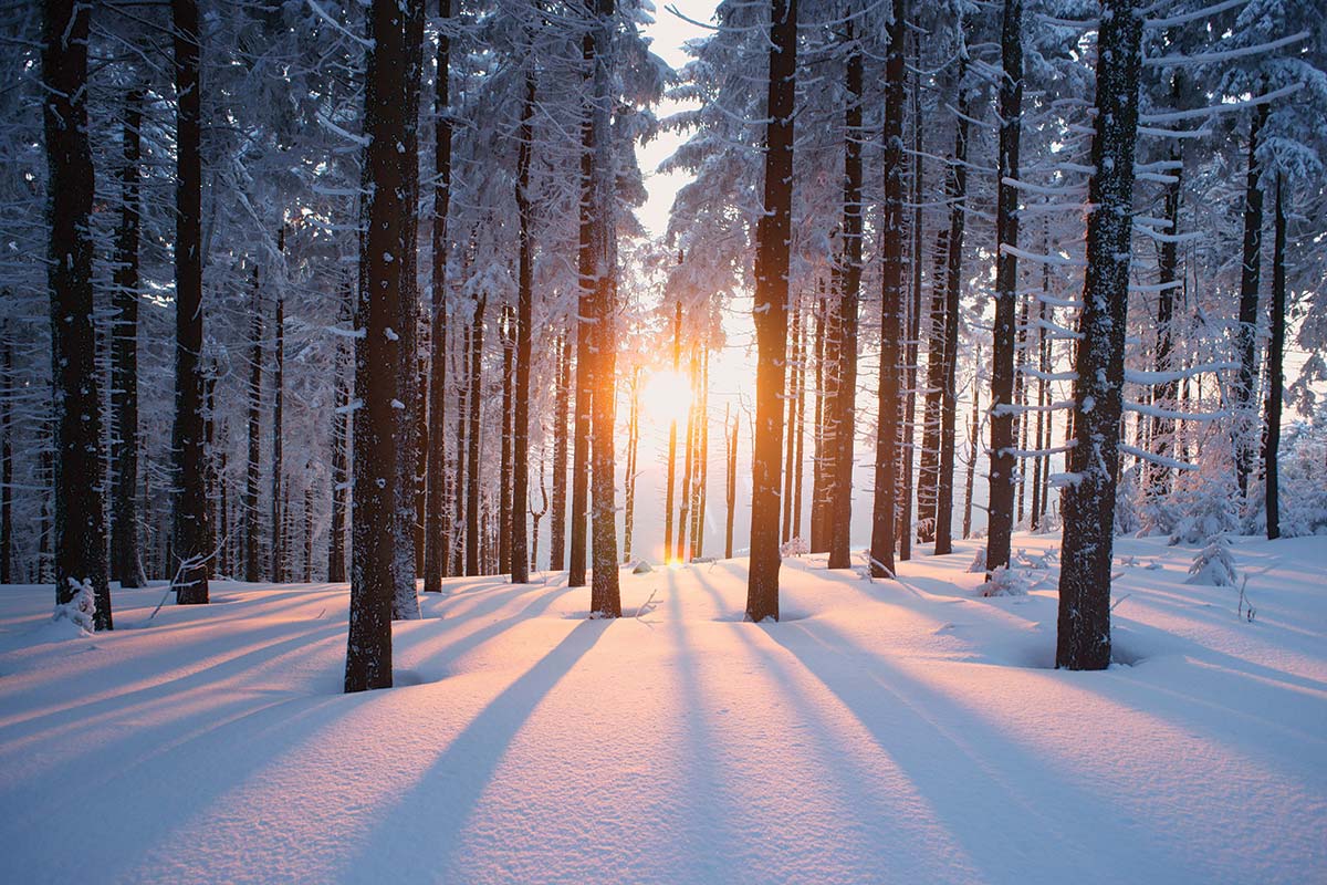 Figure 1- Rayons du soleil traversant la forêt enneigée
