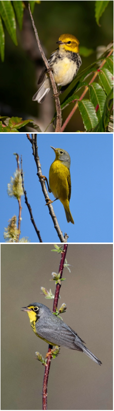Figure 7 – Photos de la paruline jaune, une des espèces les plus communes en Amérique du Nord.