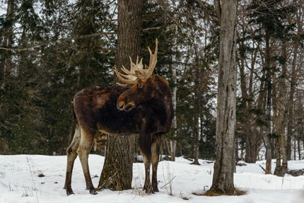 Jeune orignal dans une forêt enneigée