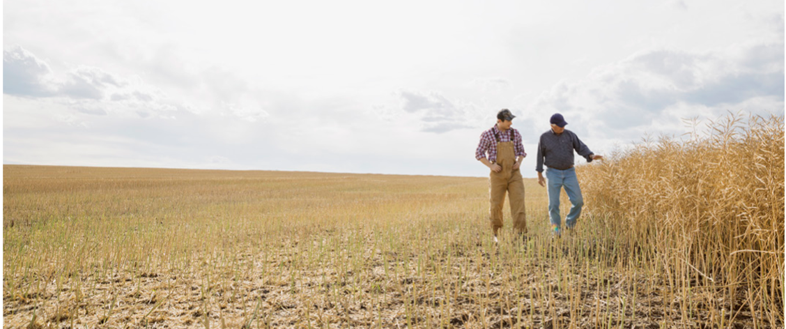 Deux hommes marchent dans un champ agricole