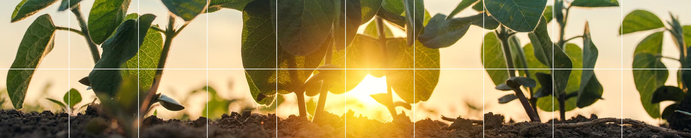 Sun shining through a crop of plants