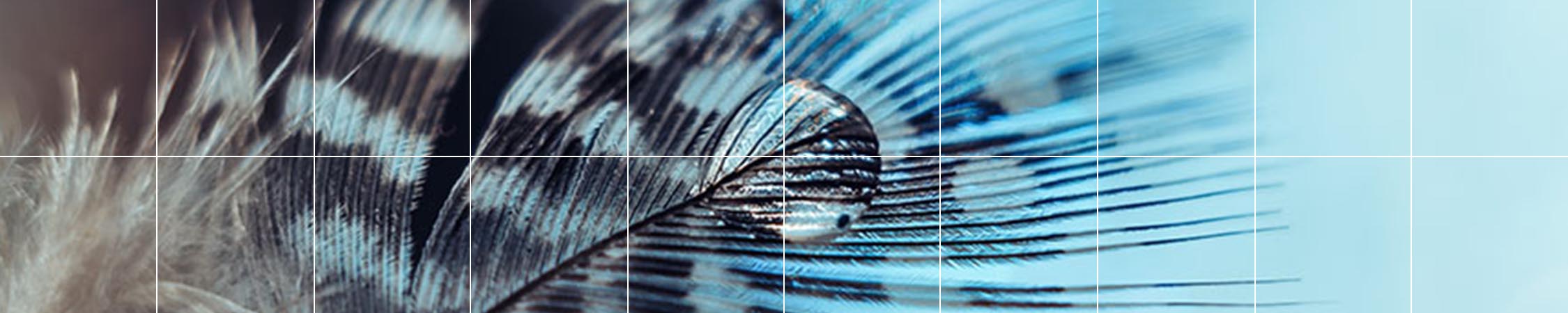 A feather