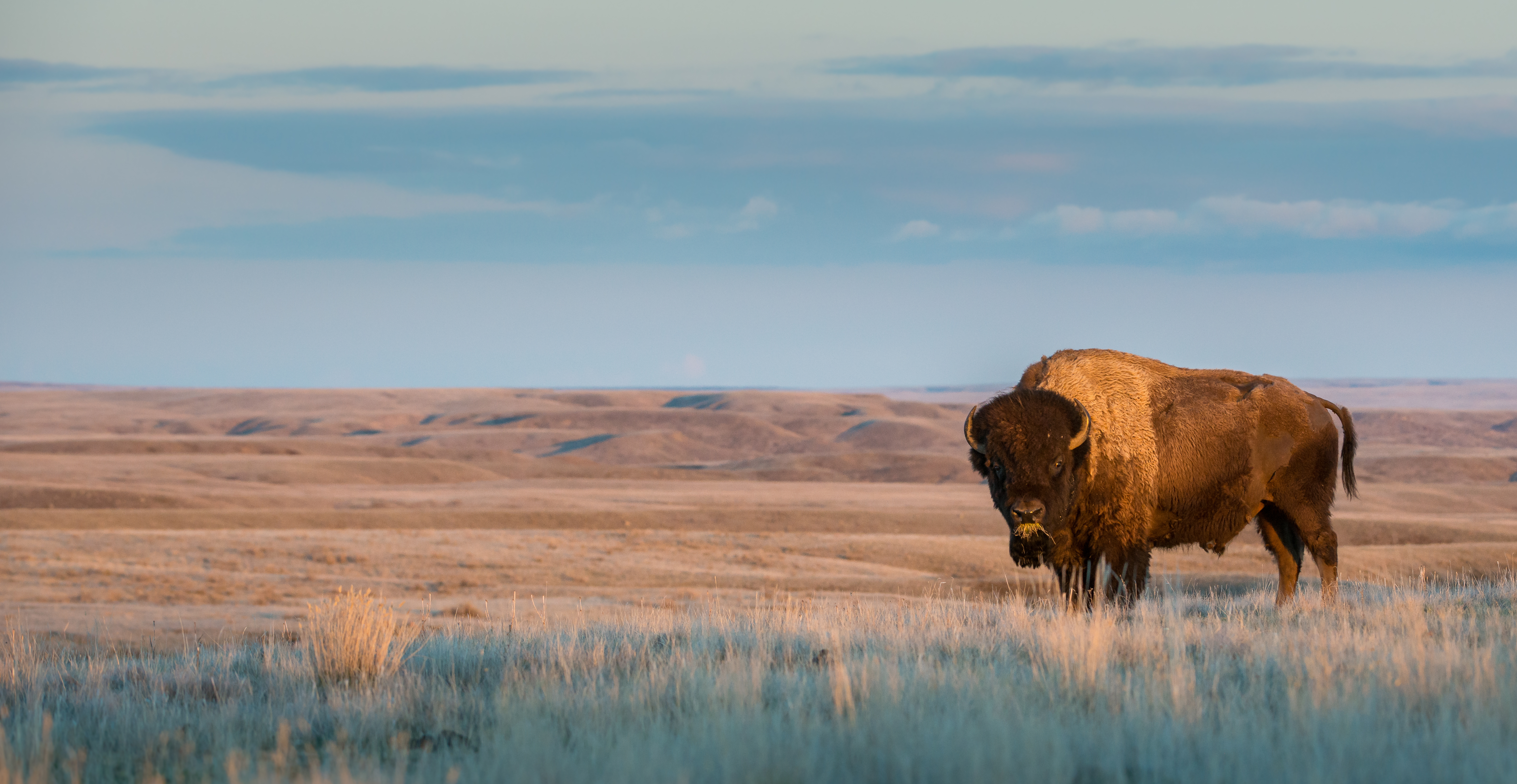 Photo of a Bison
