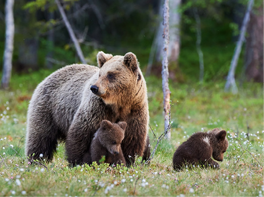 Mother bear and cubs