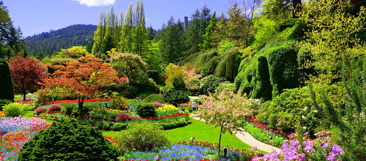 Butchart Gardens, Victoria, British Columbia. View of the colorful flowers of the sunken garden during spring