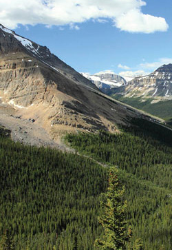 Forêt et montagne