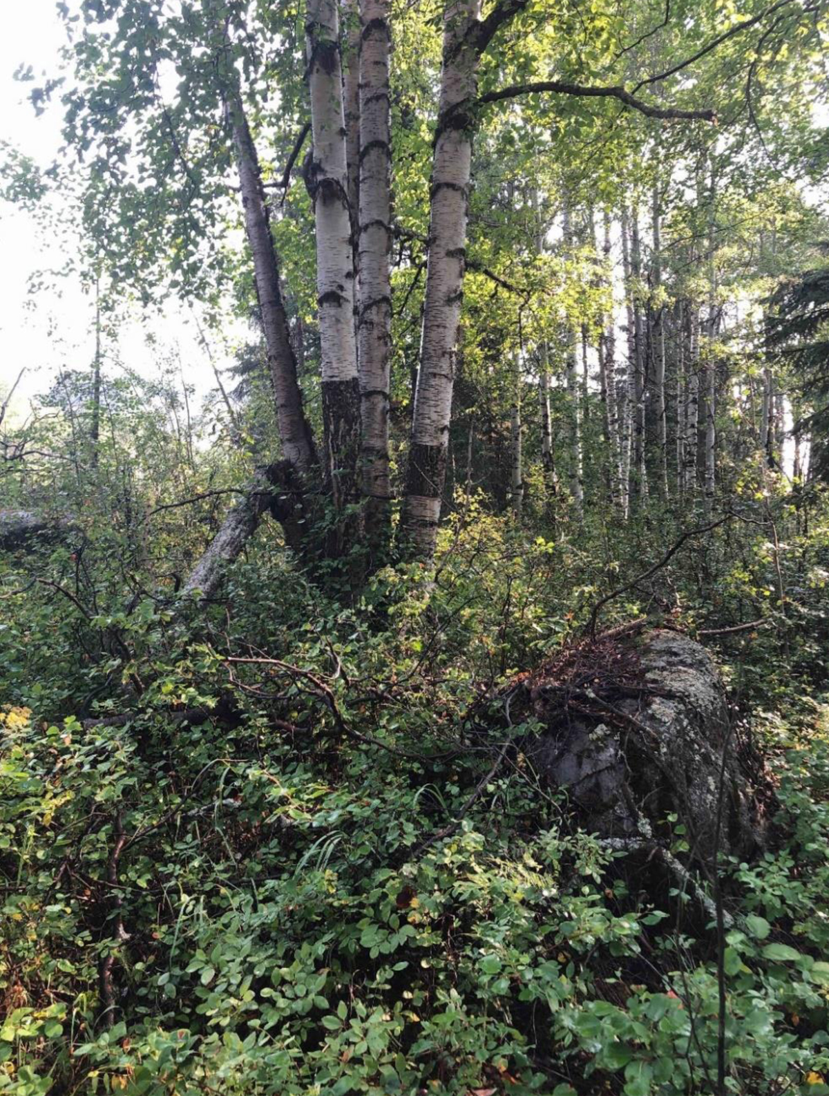 Description : La photo ci-dessus montre un arbre modifié pour des raisons culturelles qui a été observé lors d’une activité de formation organisée par la Nation crie d’Ermineskin pour les surveillants autochtones affectés aux projets de NGTL et de Trans Mountain. On trouve de nombreux types d’arbres modifiés pour des raisons culturelles, ainsi que différentes espèces, marques et finalités. Cette photo d’un bouleau sur lequel on observe une bande foncée où l’écorce a été enlevée a été approuvée par nos partenaires du programme de surveillance autochtone de la Nation crie d’Ermineskin.