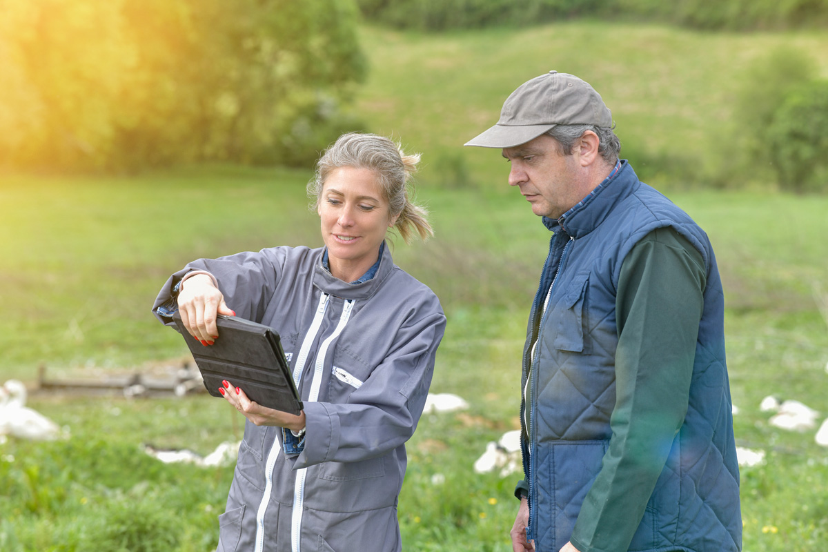 Participation – Des éleveurs analysent la croissance de leurs canards sur une tablette numérique parmi les oiseaux.