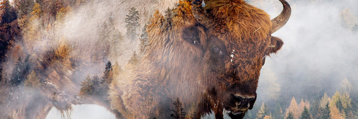 Double exposure photo of bison in front of a green and yellow forest with fog.