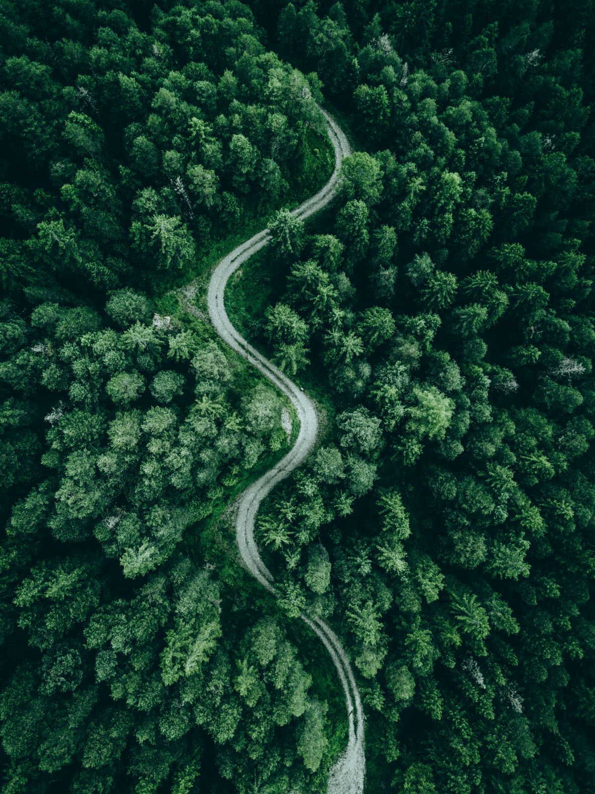 Vue aérienne d’un chemin de terre qui serpente dans la forêt.