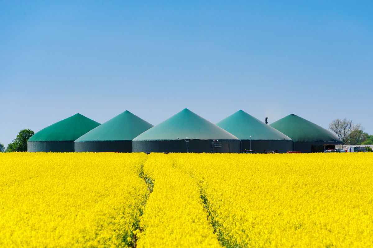 Champ de canola et bâtiments d’entreposage en arrière-plan pour la fabrication de biocarburant.