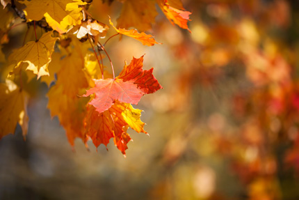 Detail of gold and orange autumn maple leaves in the sun