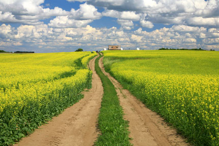 A gravel road cuts through canola fields and a farmstead in the distance
