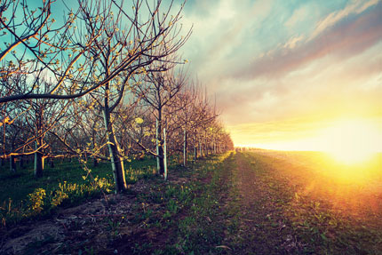 Pommiers en bourgeons au début du printemps dans un verger