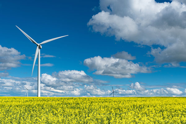 Three windmills on a yellow canola field.