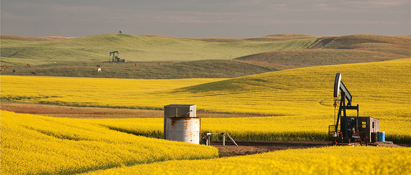 Pumpjacks and cattle dot yellow canola fields in the Canadian prairies on a sunny summer day.