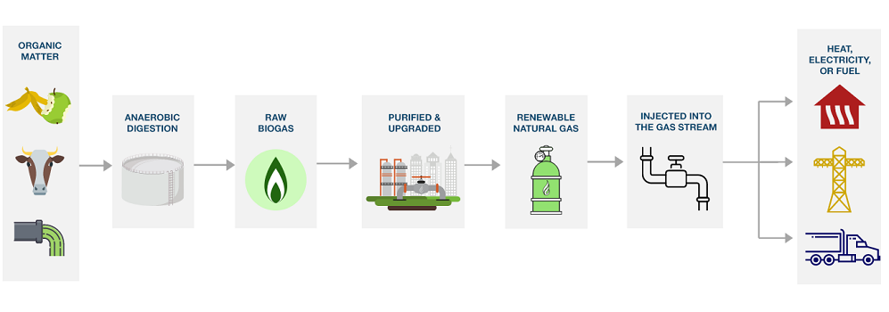 Infographic illustrates how decaying organic matter is converted into RNG, which is transformed for heating, electricity, and fueling purposes in B.C. Anaerobic digestion is the most commonly used method for producing bio methane.