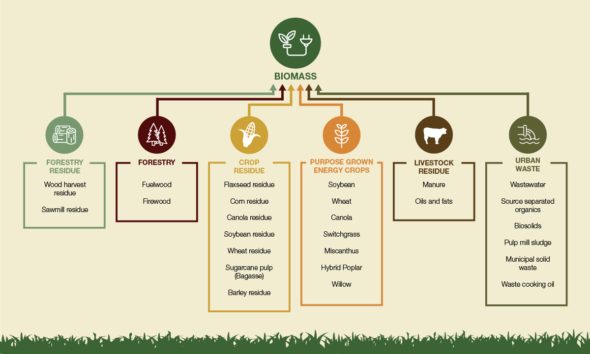 Different types of biomass feedstocks
