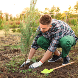Male wearing plaid planting tree in ground
