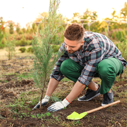 Homme à chemise à carreaux plantant un arbre.