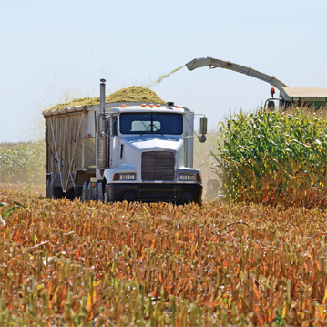 Cueilleuse-batteuse de maïs remplissant un camion semi-remorque dans un champ.
