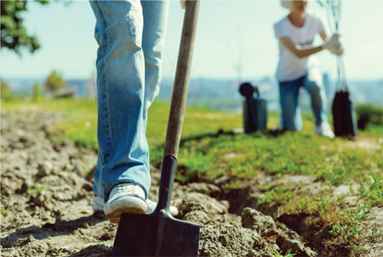 Woman digging into soil with foot on shovel. Man in background planting trees