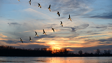 Canada geese flying in formation at sunset over a lake.