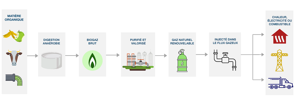 L’infographie montre comment la matière organique en décomposition est convertie en GNR, qui est transformé pour le chauffage, l’électricité et le ravitaillement en Colombie-Britannique. La digestion anaérobie est la méthode la plus couramment utilisée pour produire du biométhane.