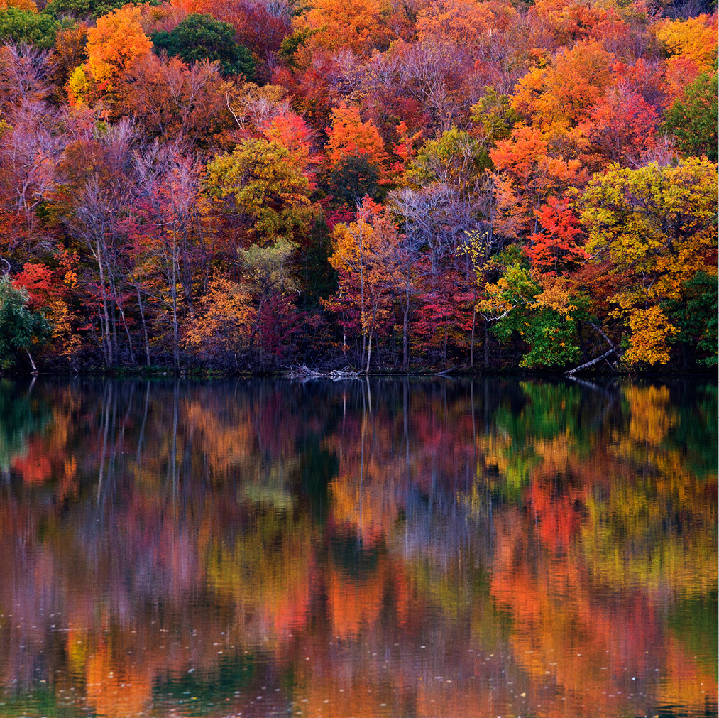 Forêt d’automne près d’un cours d’eau